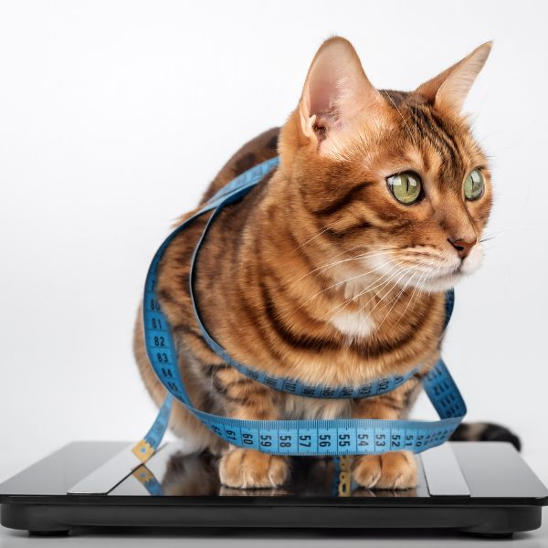 Gatto: l'importanza di una dieta equilibrata