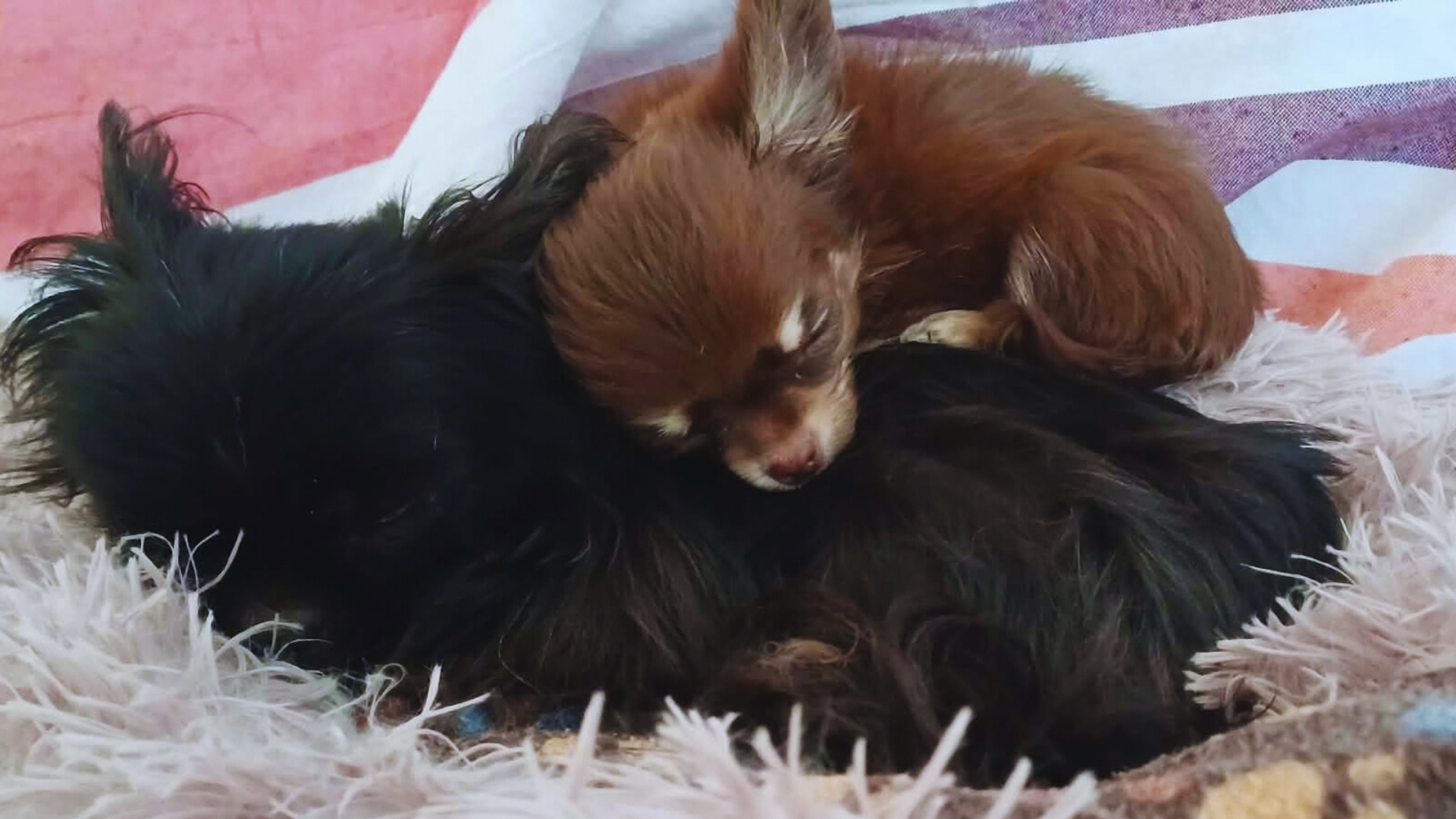 Accudimento: un richiamo ancestrale