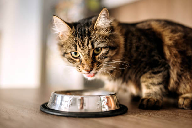 L'ABC sull'alimentazione del Gatto