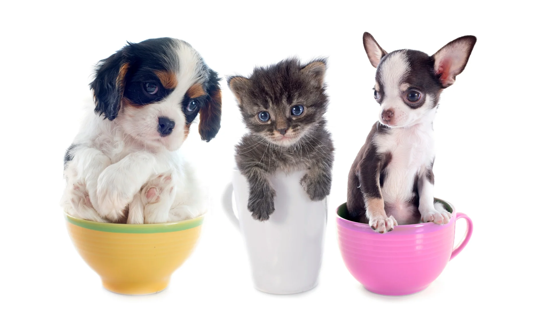 La moda dei cuccioli micro toy (TeaCup)